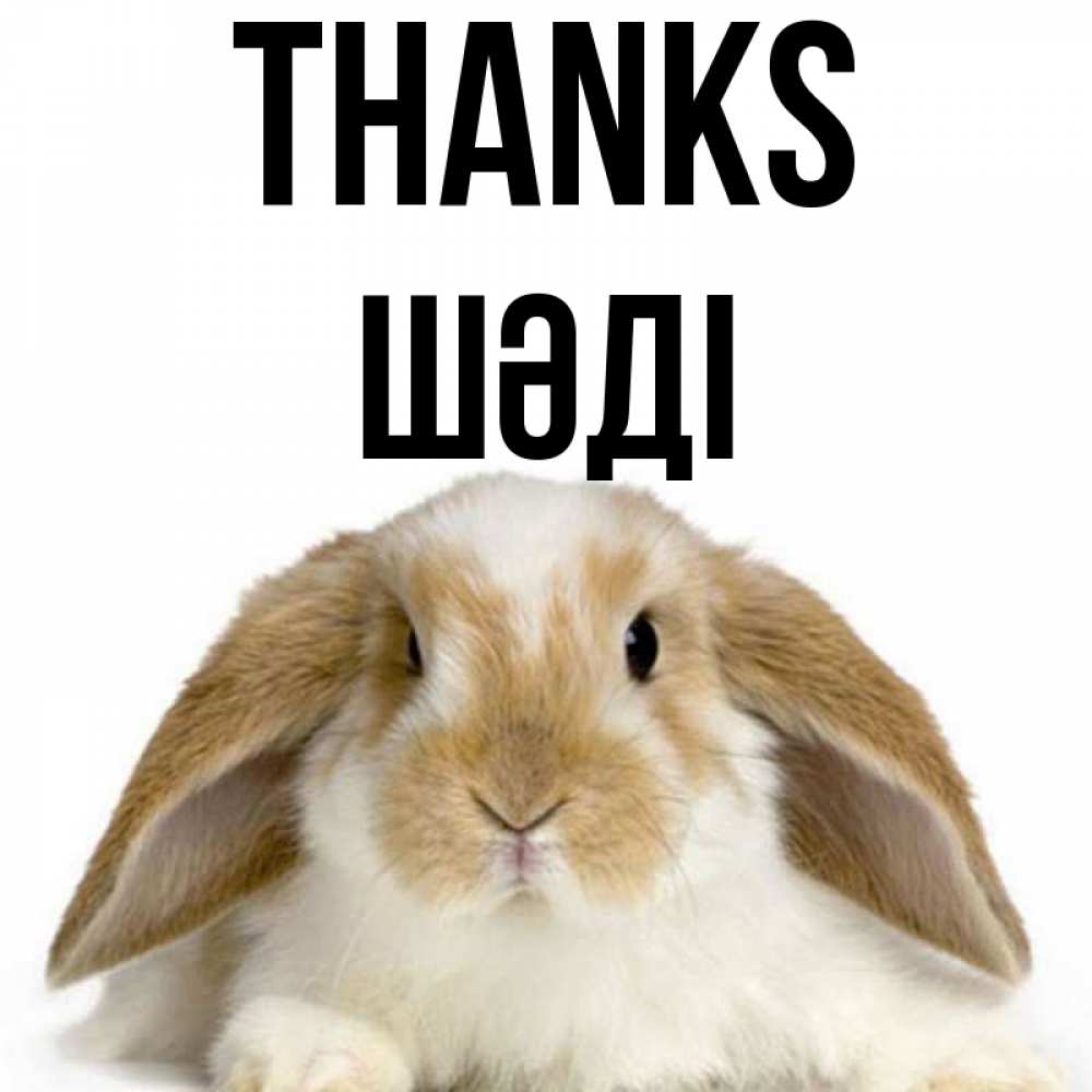 Greetings card с именем, ШӘДІ Thanks коричнево белый заяц Greetings with text for free download 
