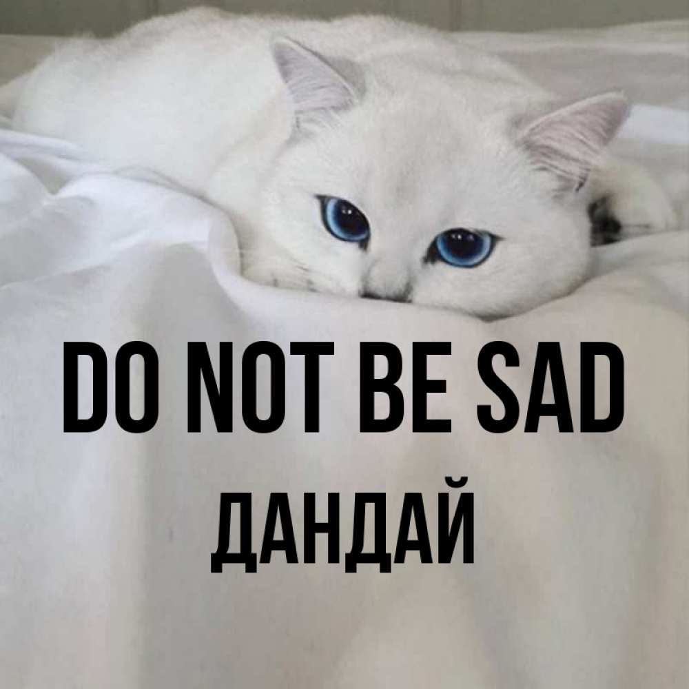 Greetings card с именем, Дандай Do not be sad Голубоглазая кошка Greetings with text for free download 