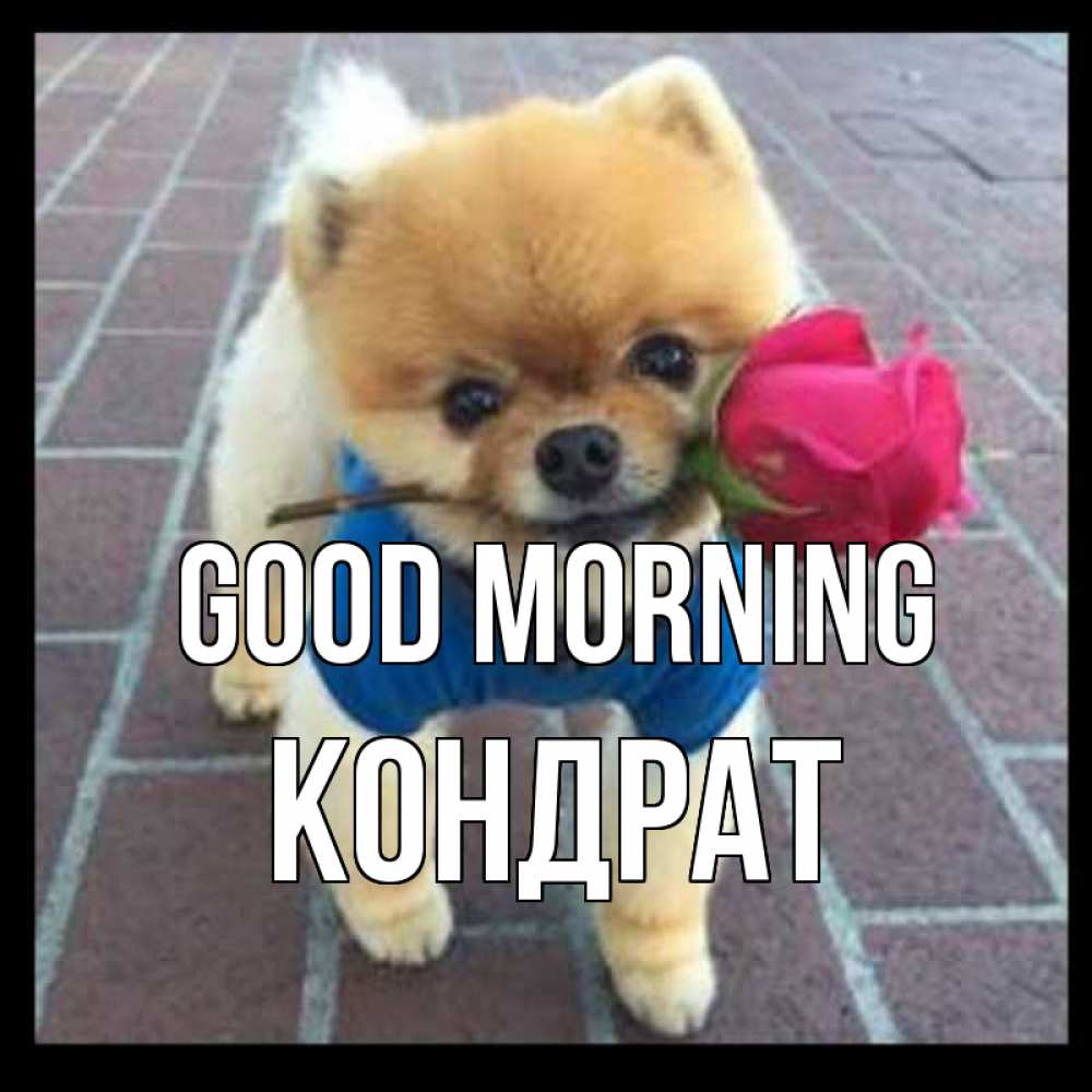 Greetings card с именем, Кондрат Good morning роза в зубах Greetings with text for free download 