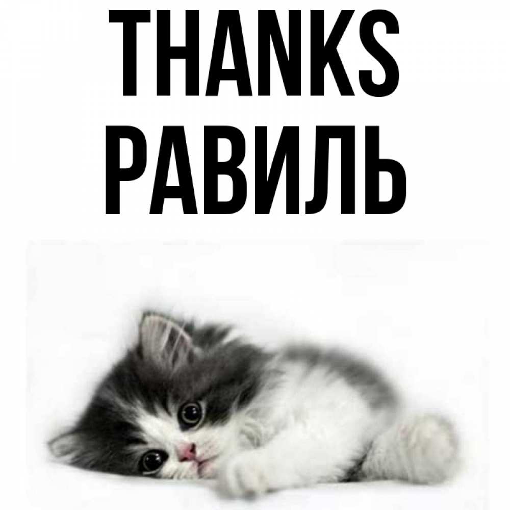 Greetings card с именем, Равиль Thanks черный и белый кот Greetings with text for free download 