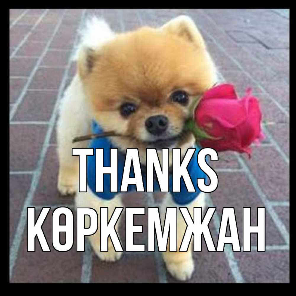 Greetings card с именем, Көркемжан Thanks спасибо и дарю тебе цветок Greetings with text for free download 