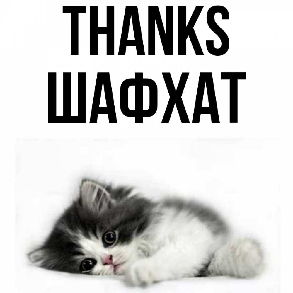 Greetings card с именем, ШАФХАТ Thanks черный и белый кот Greetings with text for free download 
