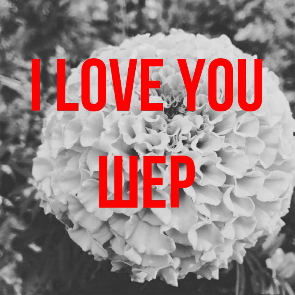 Greetings card с именем, ШЕР I love you подпись Greetings with text for free download 
