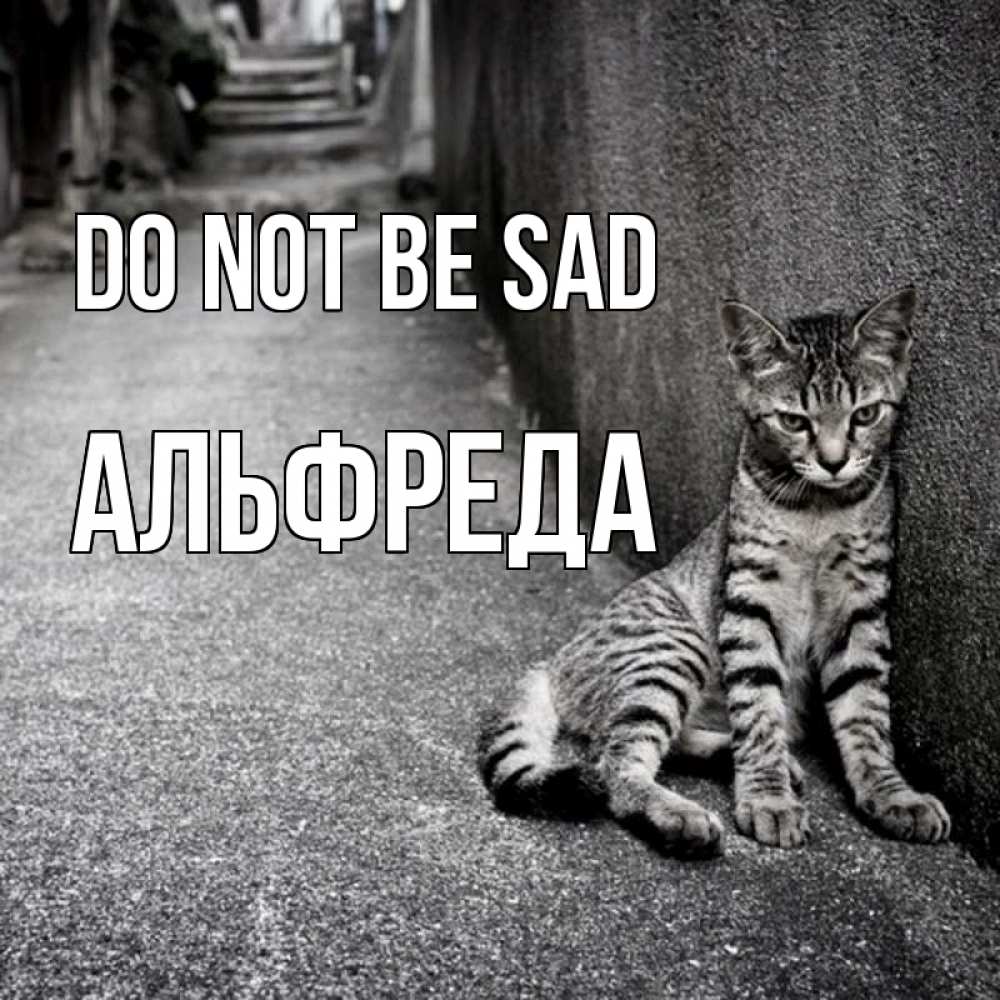 Greetings card с именем, Альфреда Do not be sad скучающий котик Greetings with text for free download 