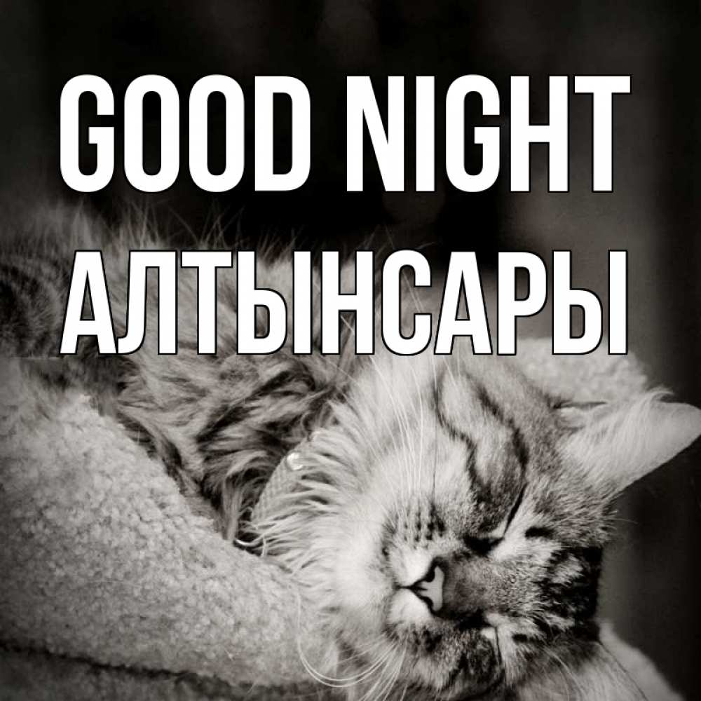 Greetings card с именем, Алтынсары Good night котярик пушистый Greetings with text for free download 