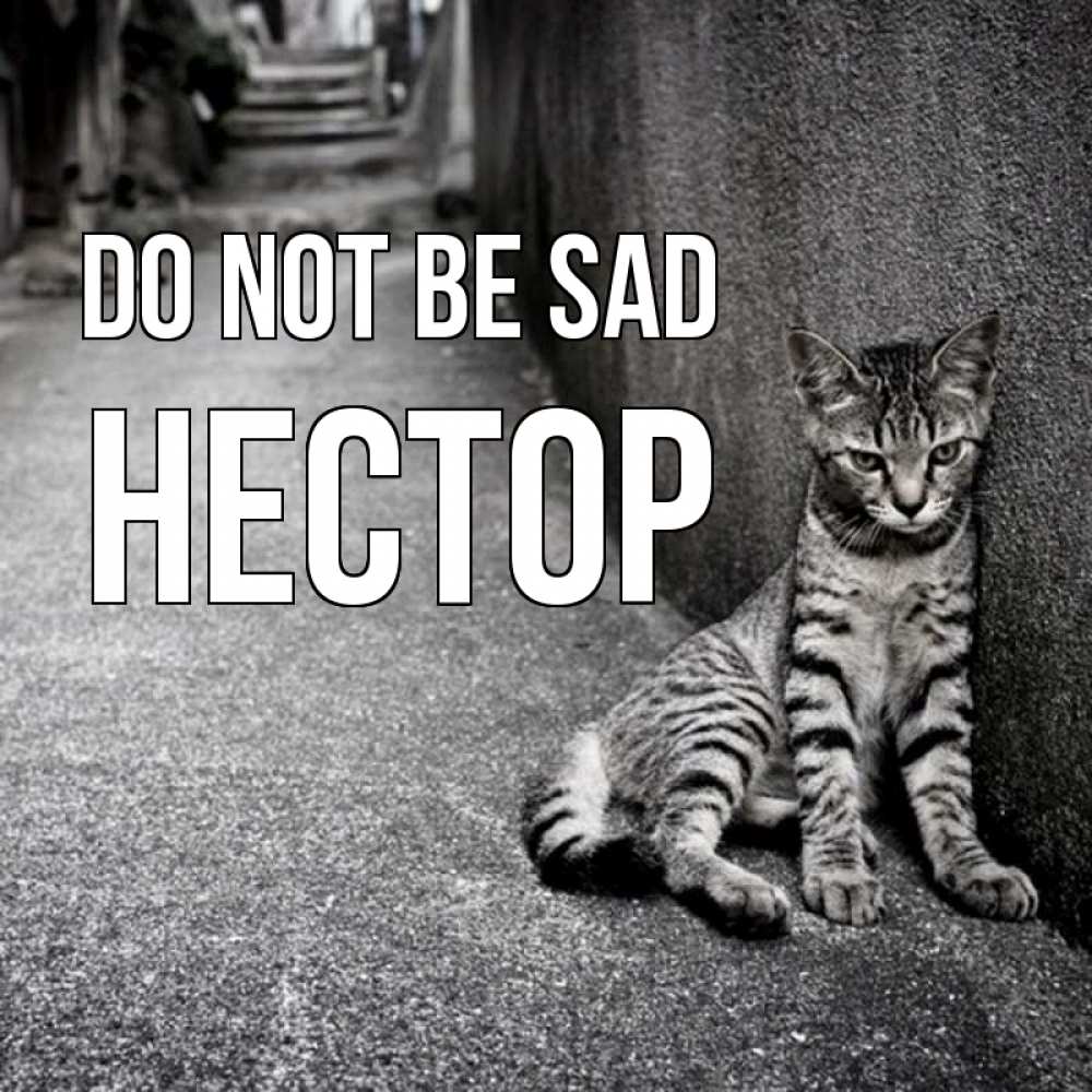 Greetings card с именем, Нестор Do not be sad скучающий котик Greetings with text for free download 