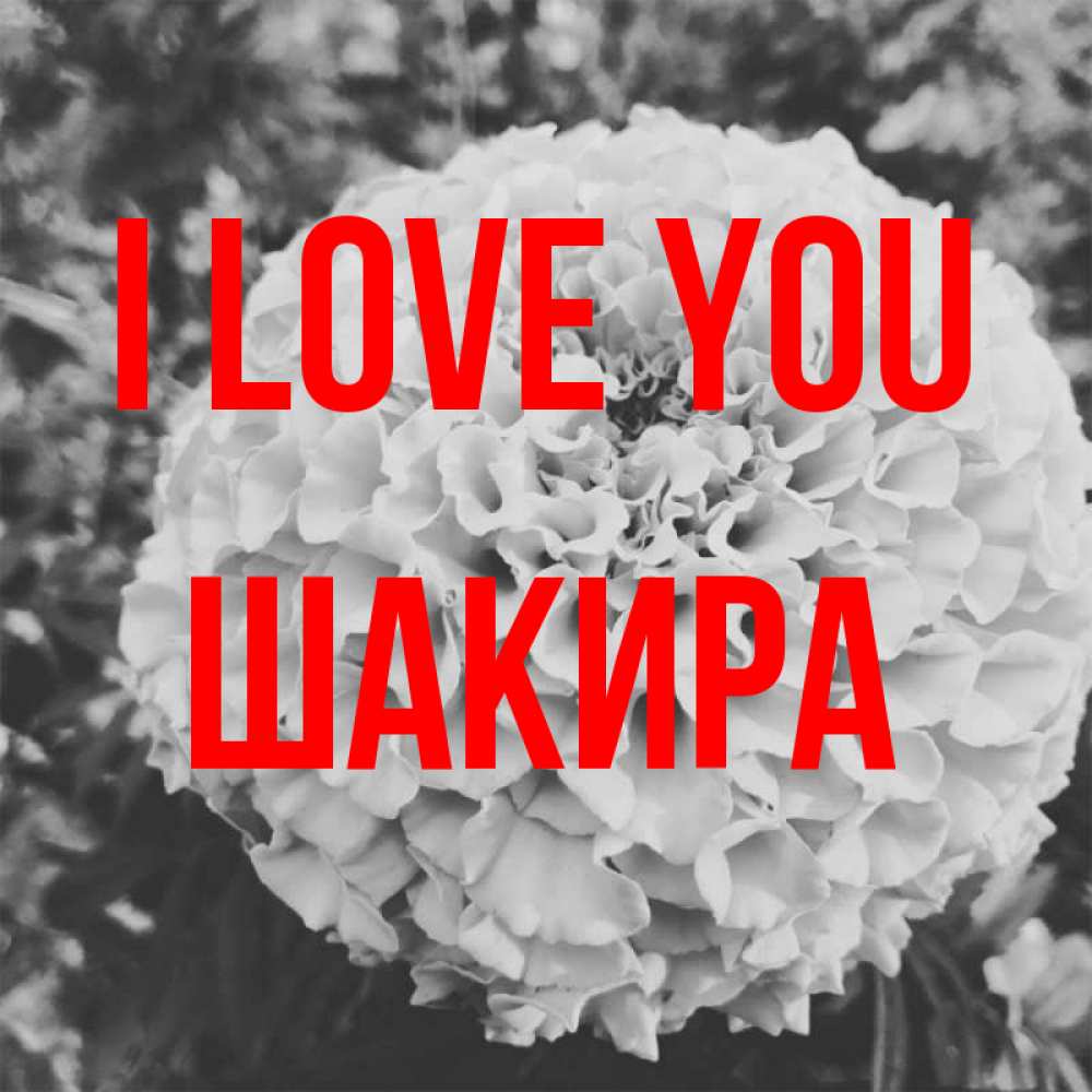Greetings card с именем, Шакира I love you подпись Greetings with text for free download 
