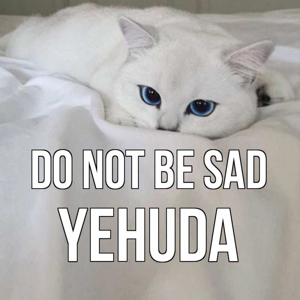 Greetings card с именем, Yehuda Do not be sad белый кот с голубыми глазами на белоснежной кровати Greetings with text for free download 