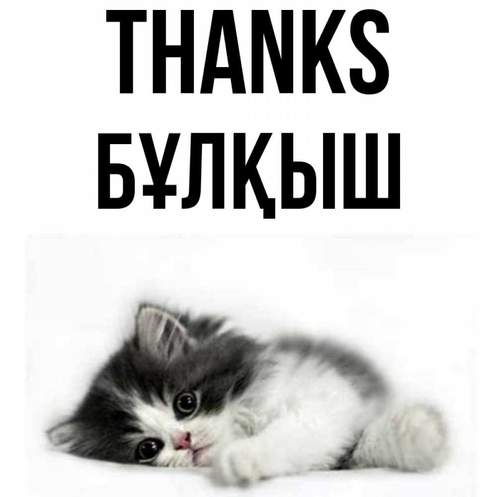 Greetings card с именем, Бұлқыш Thanks черный и белый кот Greetings with text for free download 
