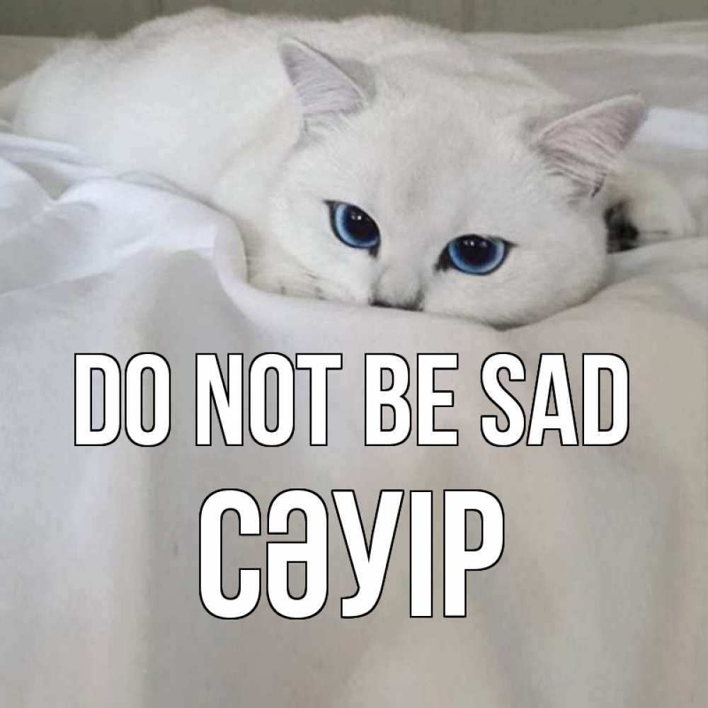 Greetings card с именем, СӘУІР Do not be sad белый кот с голубыми глазами на белоснежной кровати Greetings with text for free download 