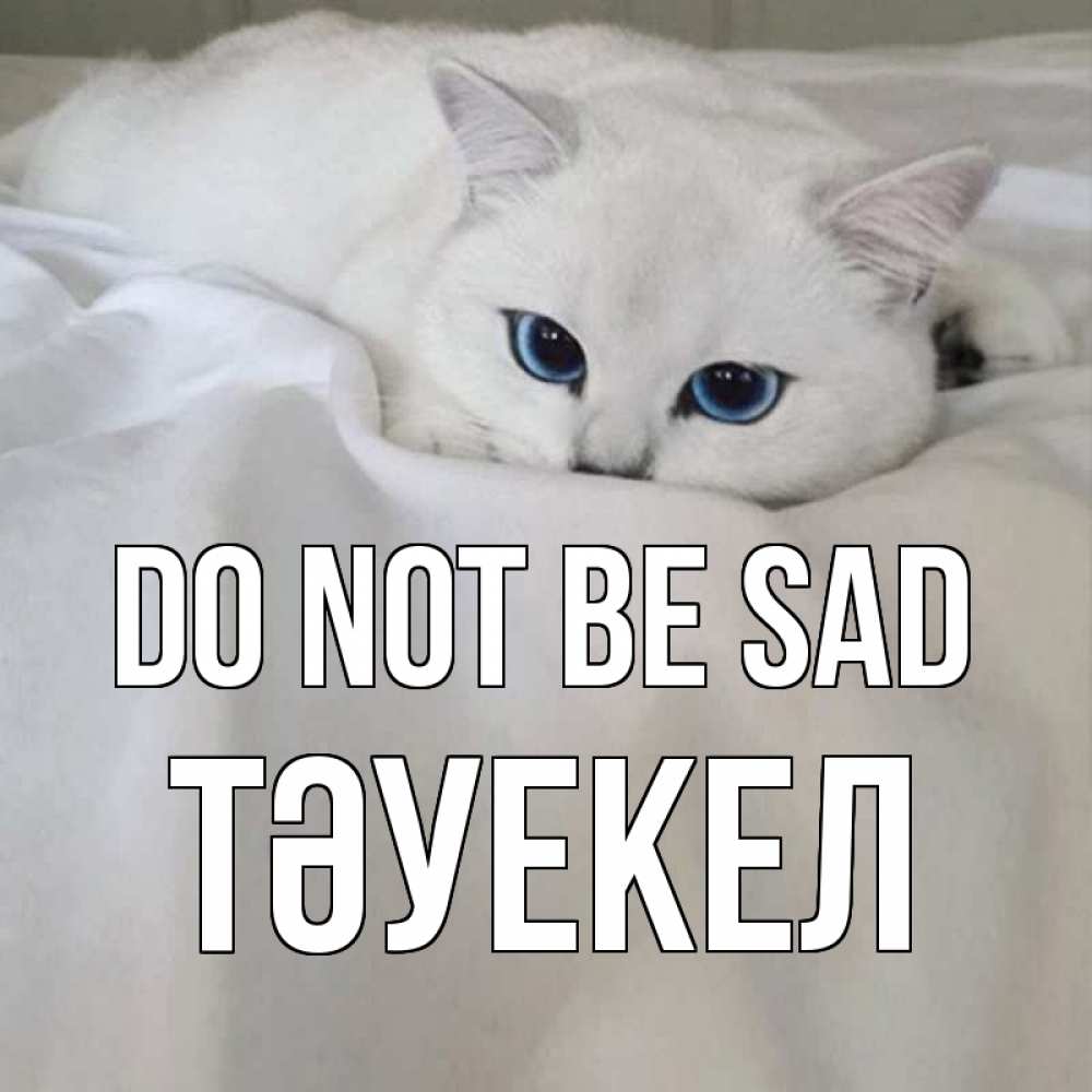 Greetings card с именем, ТӘУЕКЕЛ Do not be sad белый кот с голубыми глазами на белоснежной кровати Greetings with text for free download 