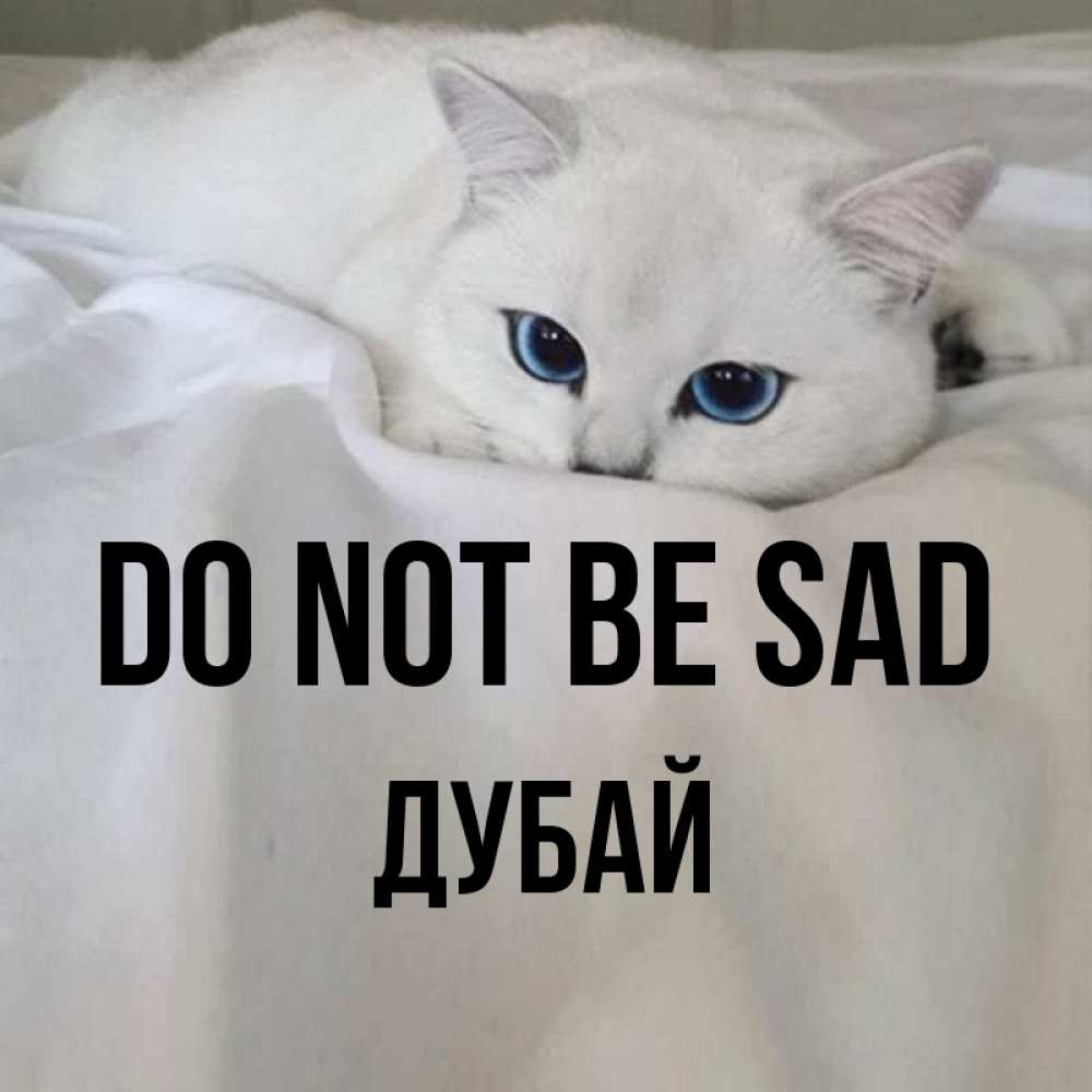 Greetings card с именем, Дубай Do not be sad Голубоглазая кошка Greetings with text for free download 