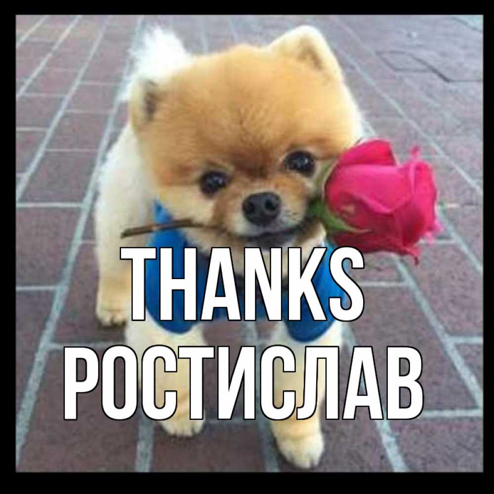 Greetings card с именем, Ростислав Thanks спасибо и дарю тебе цветок Greetings with text for free download 
