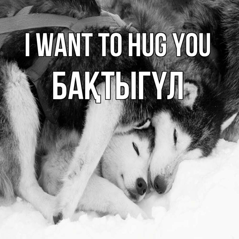 Greetings card с именем, БАҚТЫГҮЛ I want to hug you собачки в упряжке Greetings with text for free download 