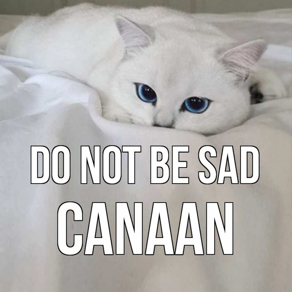 Greetings card с именем, Canaan Do not be sad белый кот с голубыми глазами на белоснежной кровати Greetings with text for free download 
