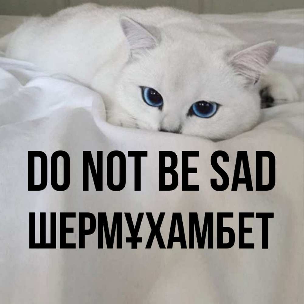 Greetings card с именем, ШЕРМҰХАМБЕТ Do not be sad Голубоглазая кошка Greetings with text for free download 