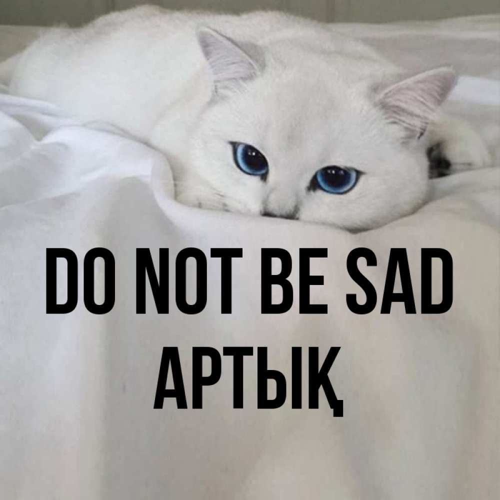 Greetings card с именем, Артық Do not be sad Голубоглазая кошка Greetings with text for free download 