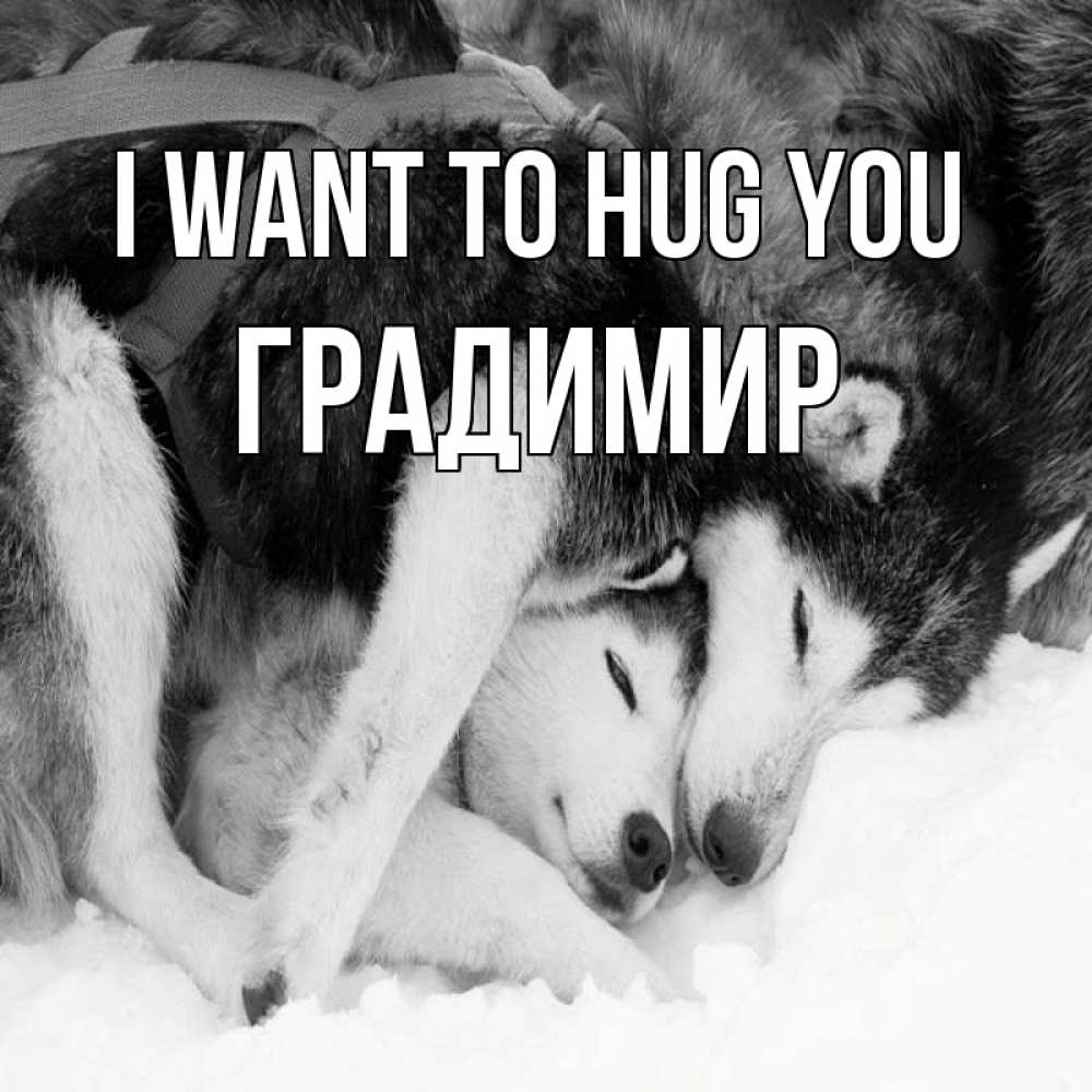 Greetings card с именем, Градимир I want to hug you собачки в упряжке Greetings with text for free download 
