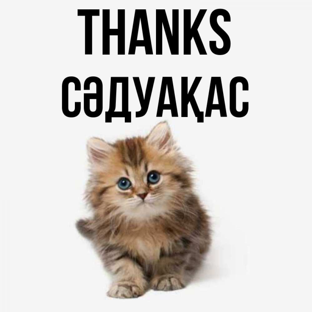 Greetings card с именем, СӘДУАҚАС Thanks пушистый котик Greetings with text for free download 