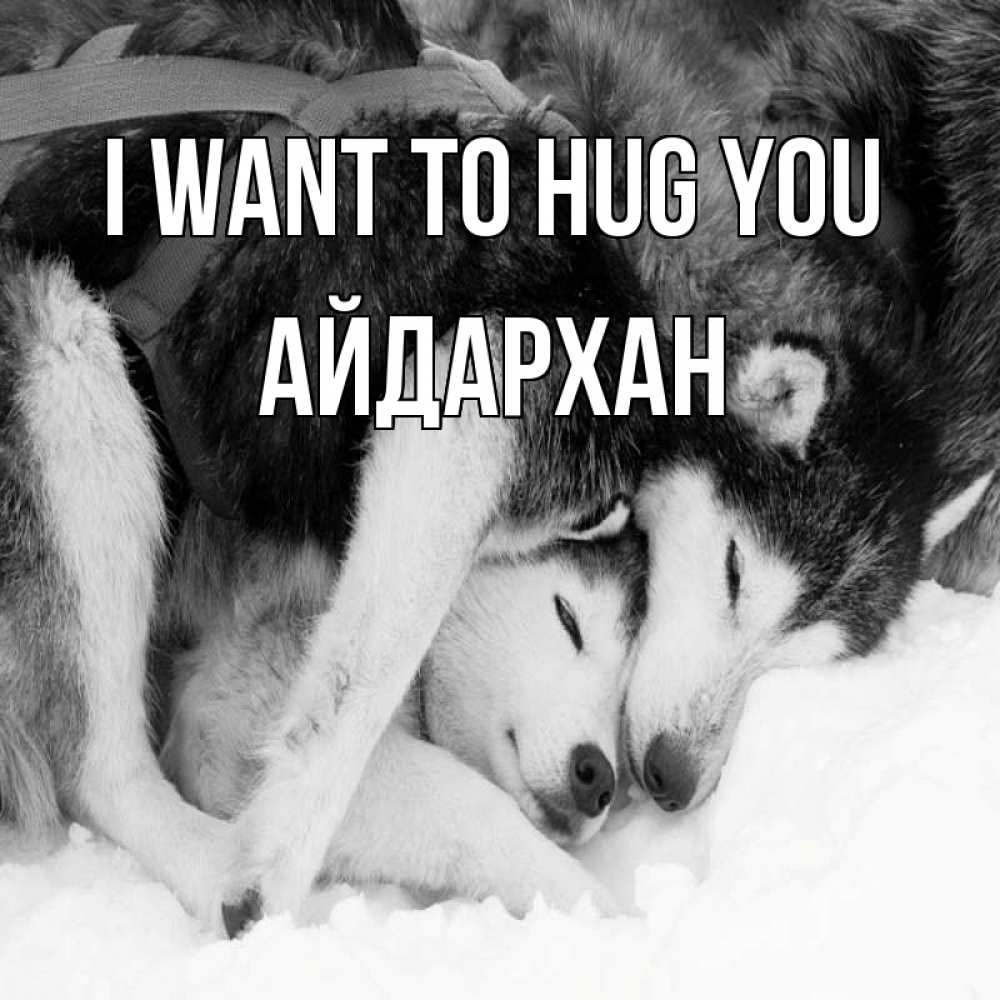 Greetings card с именем, Айдархан I want to hug you собачки в упряжке Greetings with text for free download 
