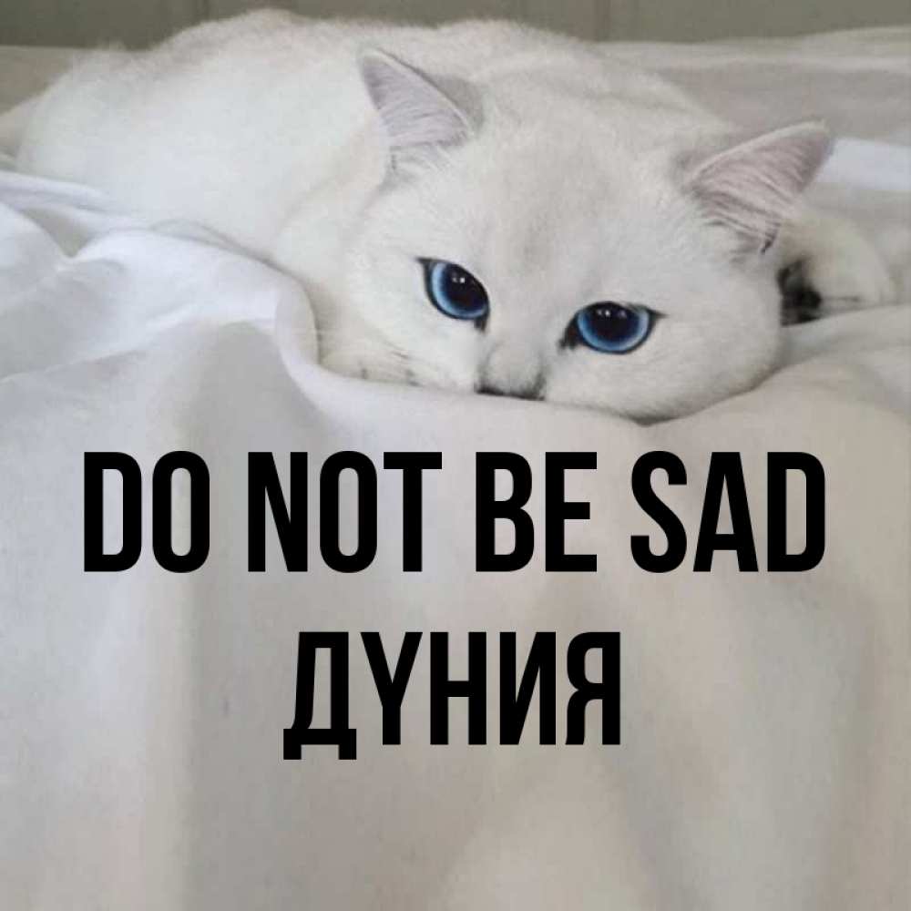Greetings card с именем, ДҮНИЯ Do not be sad Голубоглазая кошка Greetings with text for free download 