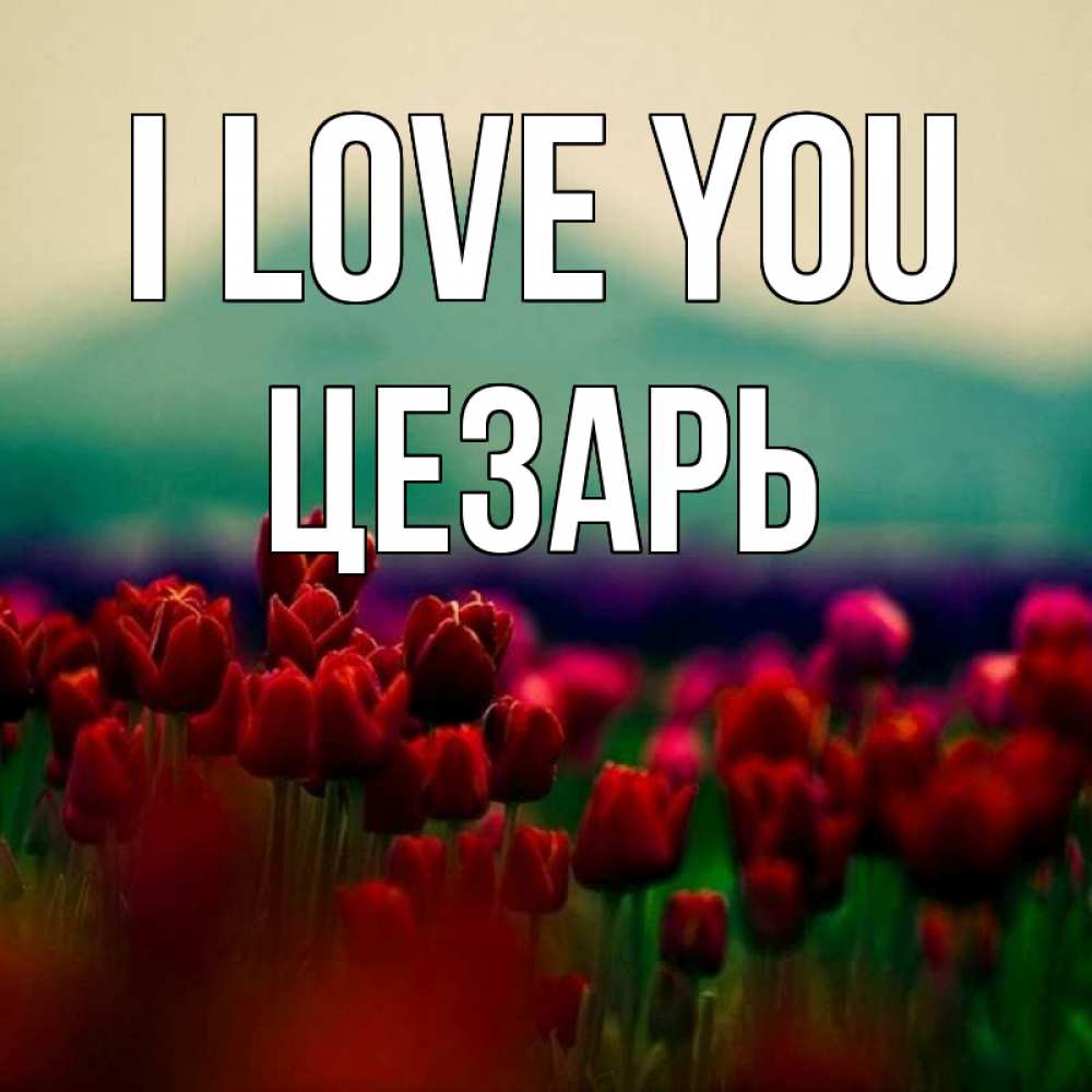Greetings card с именем, Цезарь I love you тюльпаны 4 Greetings with text for free download 