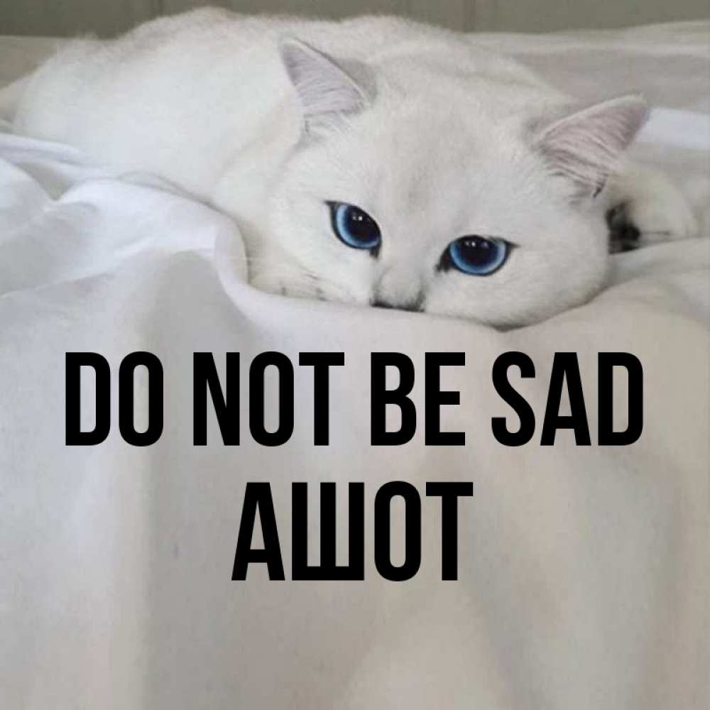 Greetings card с именем, Ашот Do not be sad Голубоглазая кошка Greetings with text for free download 