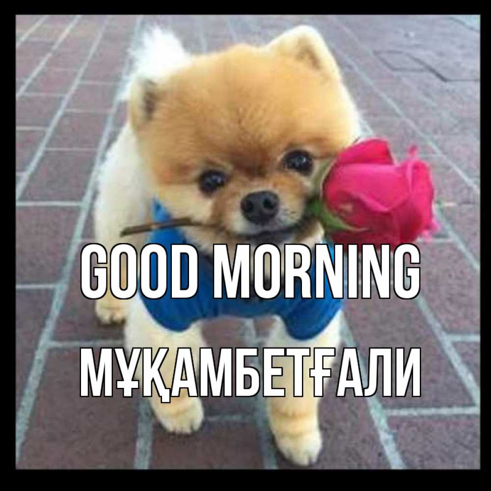 Greetings card с именем, Мұқамбетғали Good morning роза в зубах Greetings with text for free download 