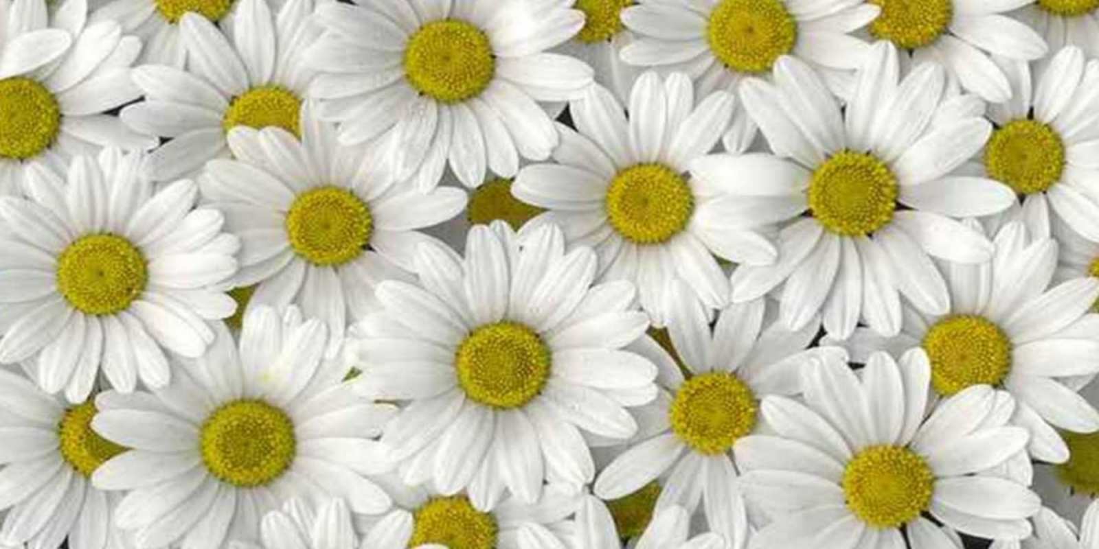 Открытка много ромашек и пожелание хорошего дня поляна ромашек Be happy 