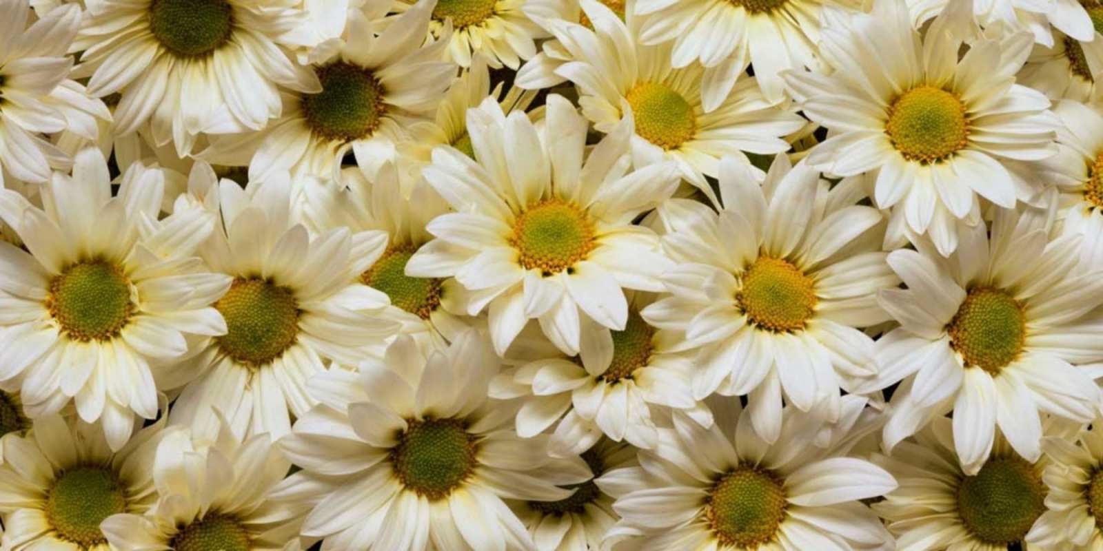 Открытка красивые цветы крупные ромашки крупные ромашки Be happy 