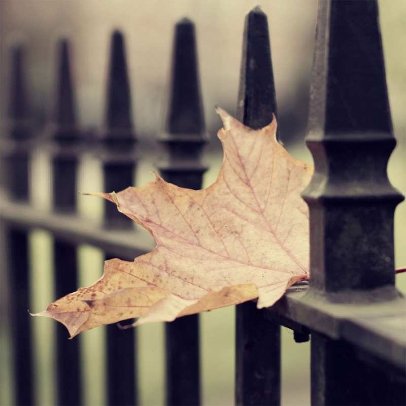 Открытка осень  лист клена  Do not be sad 