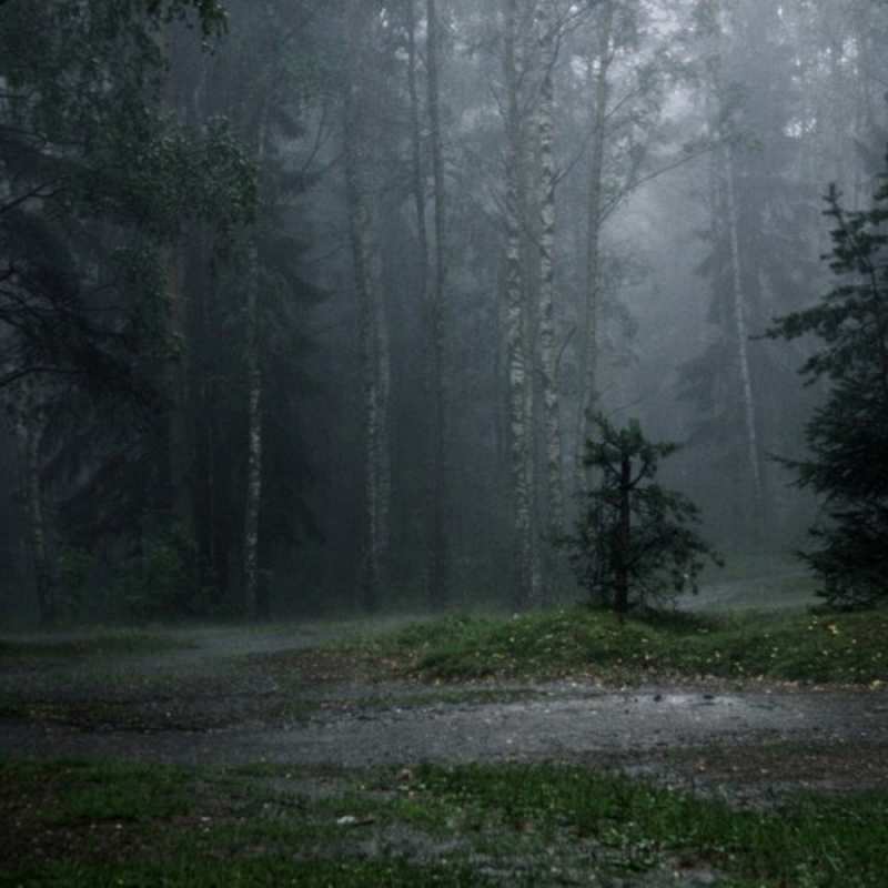 Открытка лес  осень  Do not be sad 