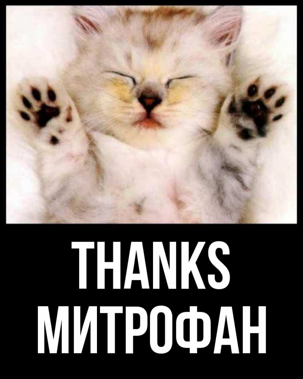 Greetings card с именем, Митрофан Thanks маленький котенок Greetings with text for free download 