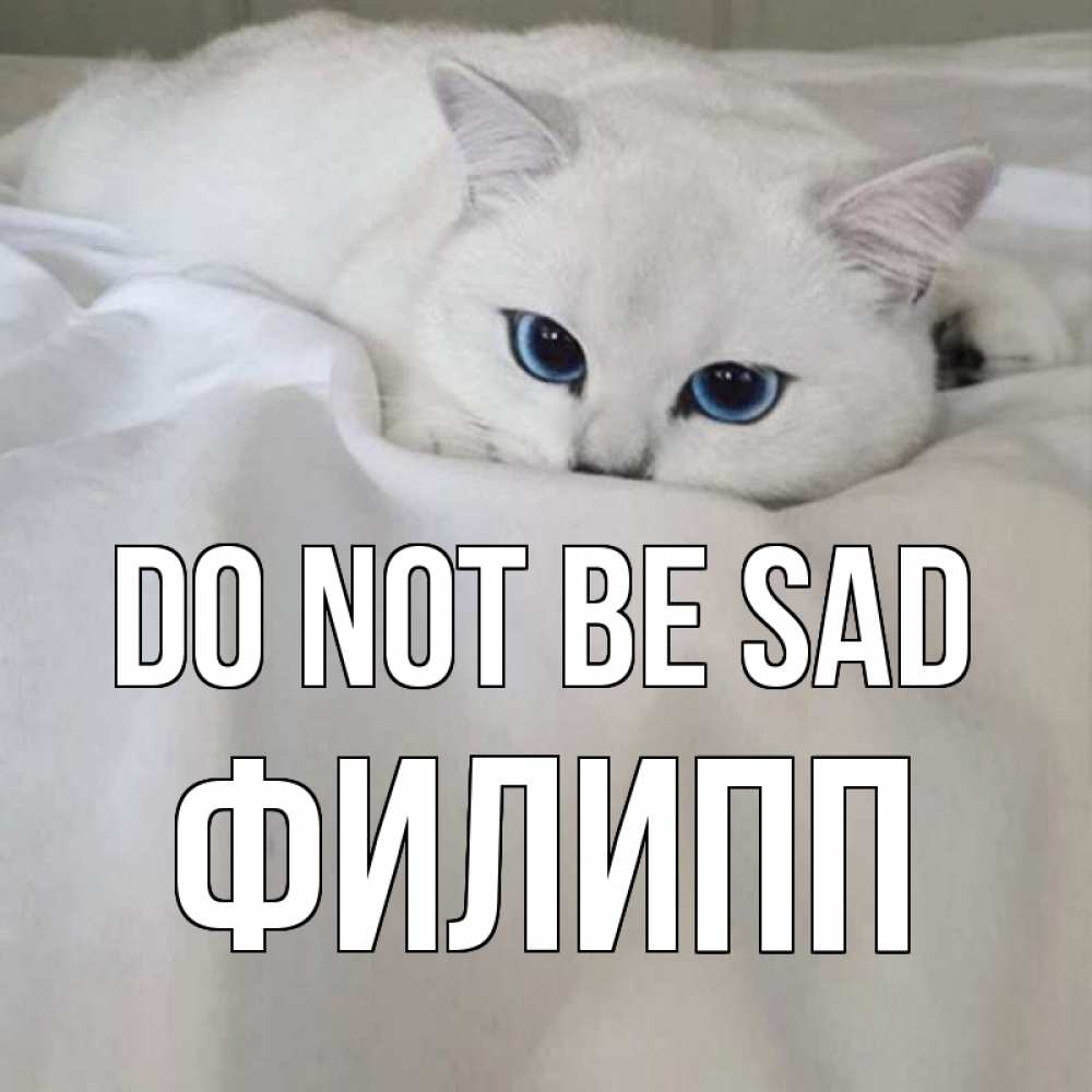 Greetings card с именем, Филипп Do not be sad белый кот с голубыми глазами на белоснежной кровати Greetings with text for free download 