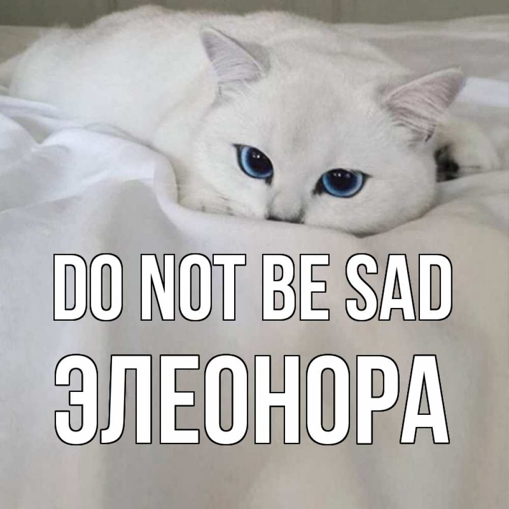 Greetings card с именем, Элеонора Do not be sad белый кот с голубыми глазами на белоснежной кровати Greetings with text for free download 