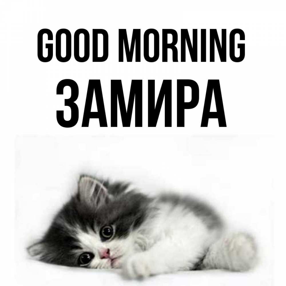 Greetings card с именем, ЗАМИРА Good morning кот лапки Greetings with text for free download 