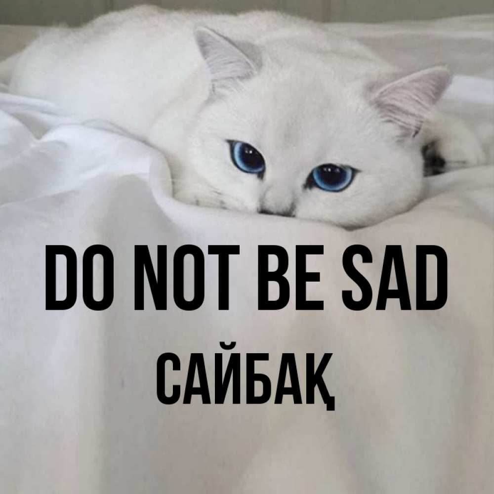 Greetings card с именем, САЙБАҚ Do not be sad Голубоглазая кошка Greetings with text for free download 