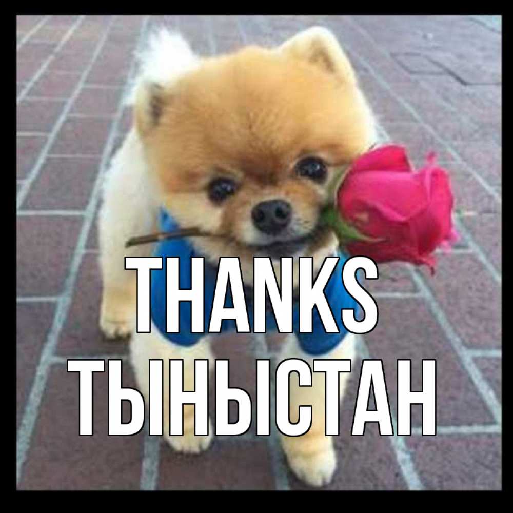 Greetings card с именем, ТЫНЫСТАН Thanks спасибо и дарю тебе цветок Greetings with text for free download 