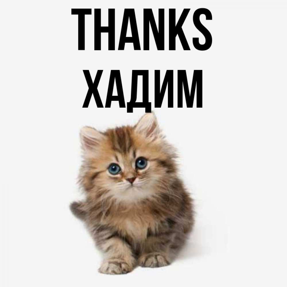 Greetings card с именем, ХАДИМ Thanks пушистый котик Greetings with text for free download 