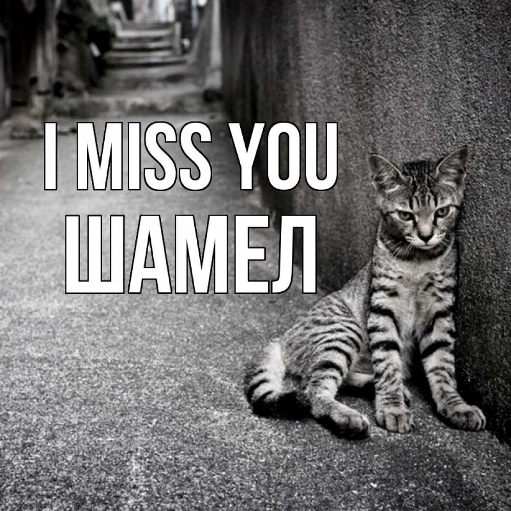 Greetings card с именем, ШАМЕЛ I miss you одиноко котику Greetings with text for free download 