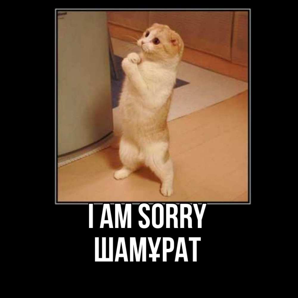 Greetings card с именем, ШАМҰРАТ I am sorry открытка с милым несчастным котиком просящим прощения Greetings with text for free download 