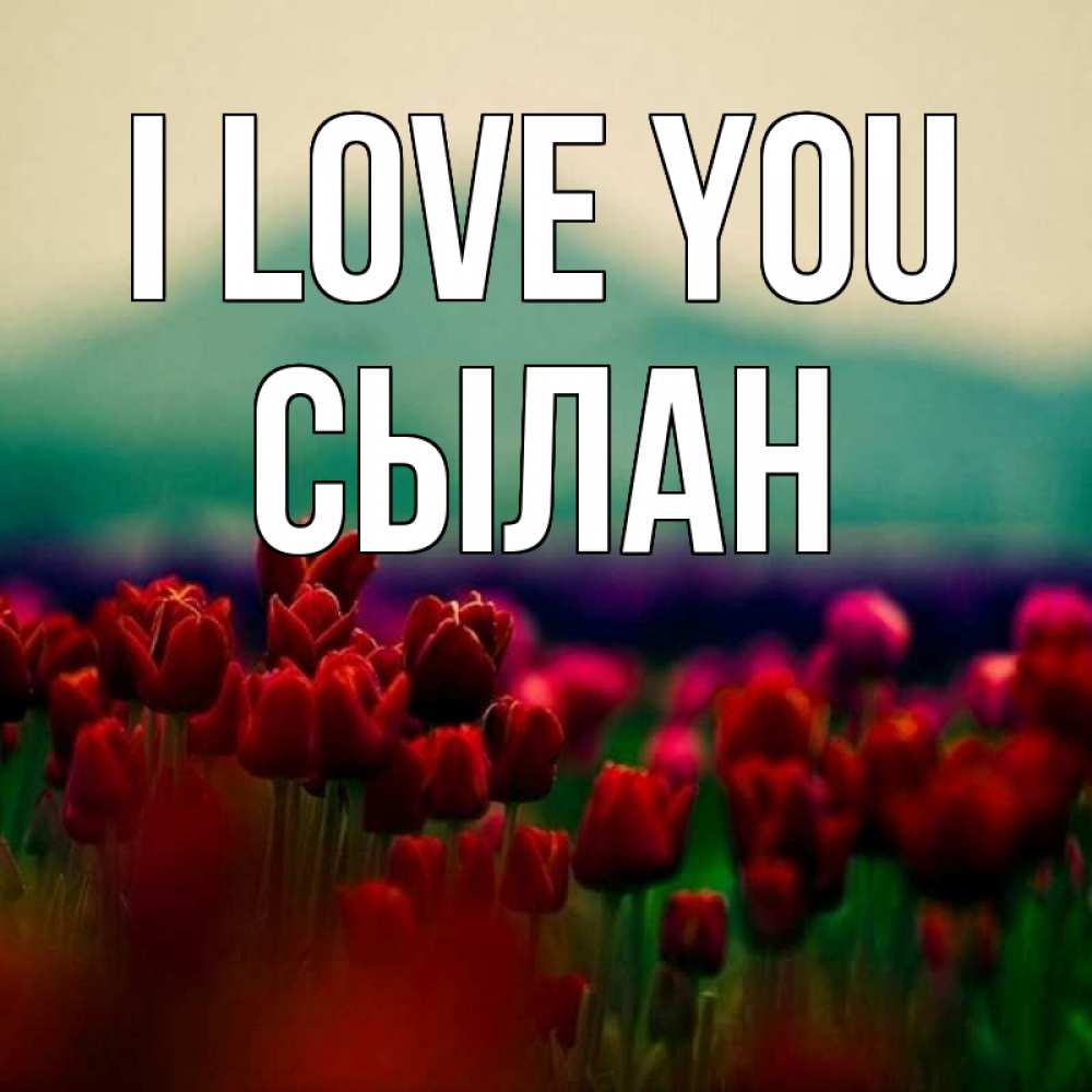 Greetings card с именем, СЫЛАН I love you тюльпаны 4 Greetings with text for free download 