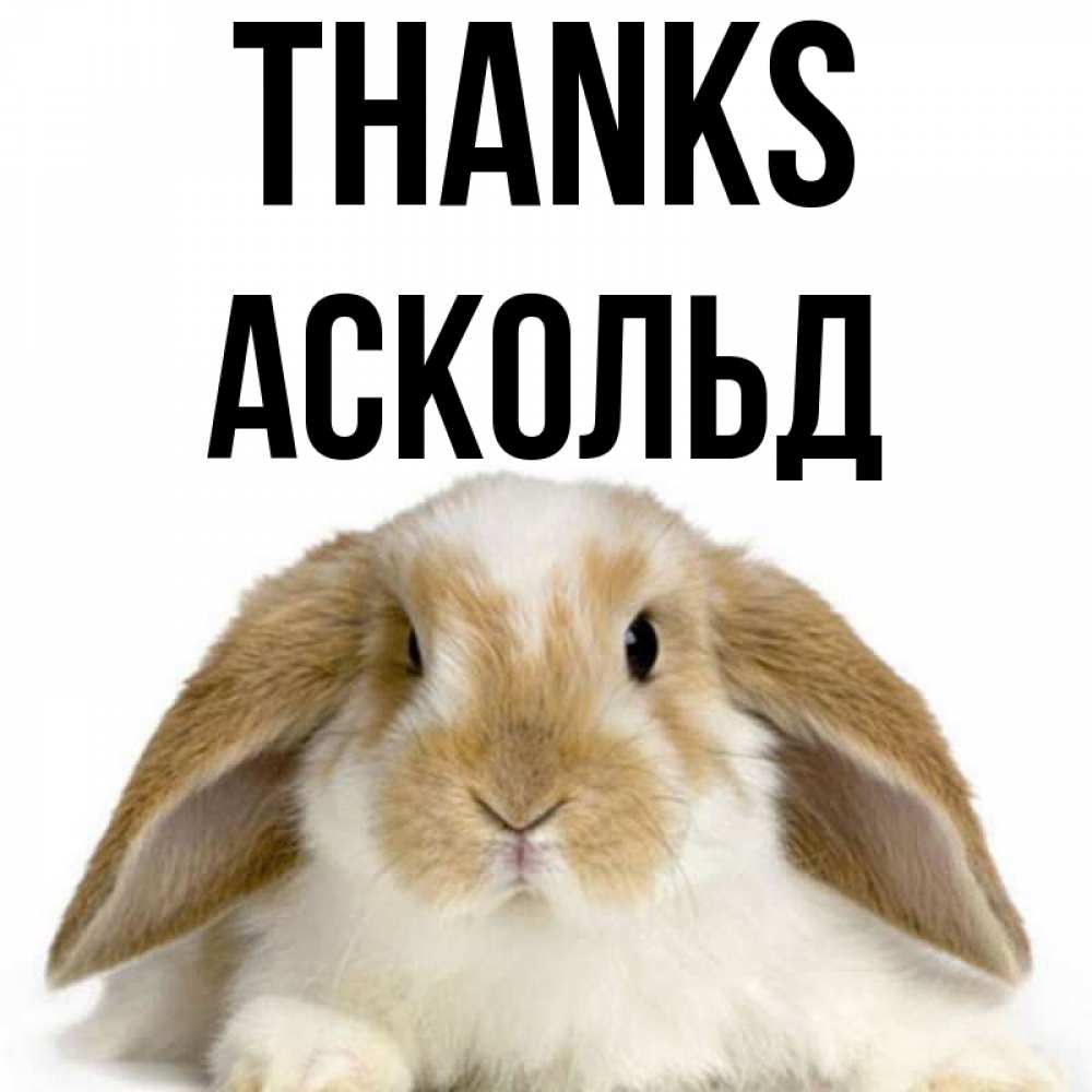 Greetings card с именем, Аскольд Thanks коричнево белый заяц Greetings with text for free download 