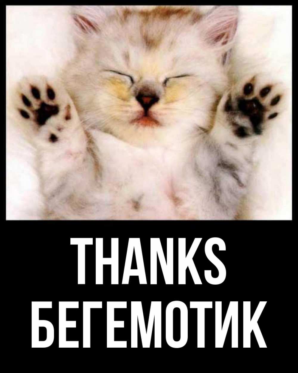 Greetings card с именем, Бегемотик Thanks маленький котенок Greetings with text for free download 