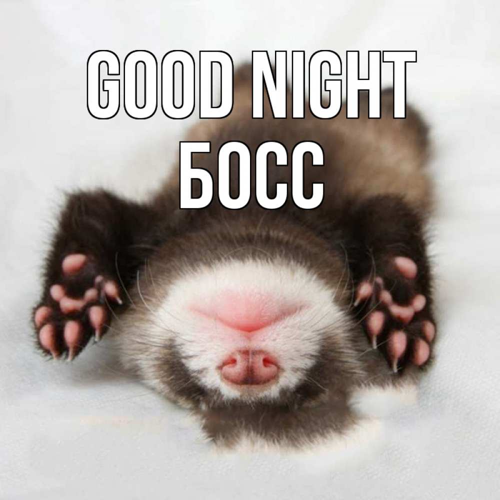 Greetings card с именем, Босс Good night зверек Greetings with text for free download 