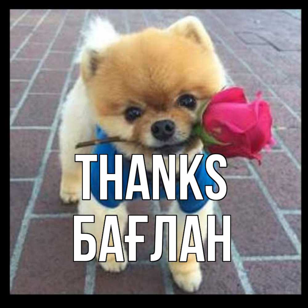 Greetings card с именем, Бағлан Thanks спасибо и дарю тебе цветок Greetings with text for free download 