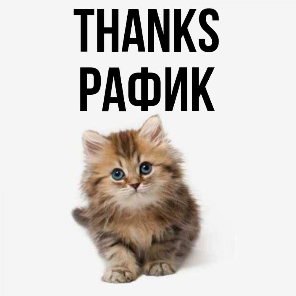Greetings card с именем, РАФИК Thanks пушистый котик Greetings with text for free download 