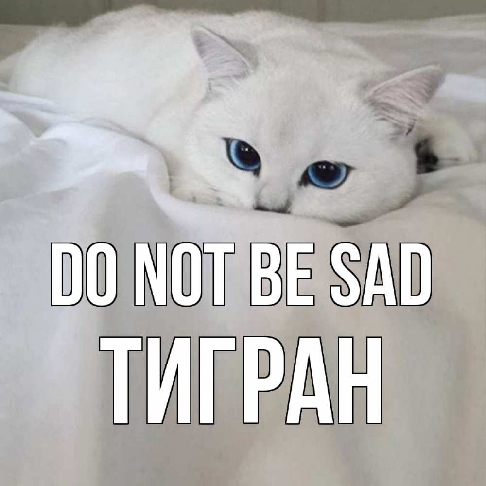 Greetings card с именем, Тигран Do not be sad белый кот с голубыми глазами на белоснежной кровати Greetings with text for free download 