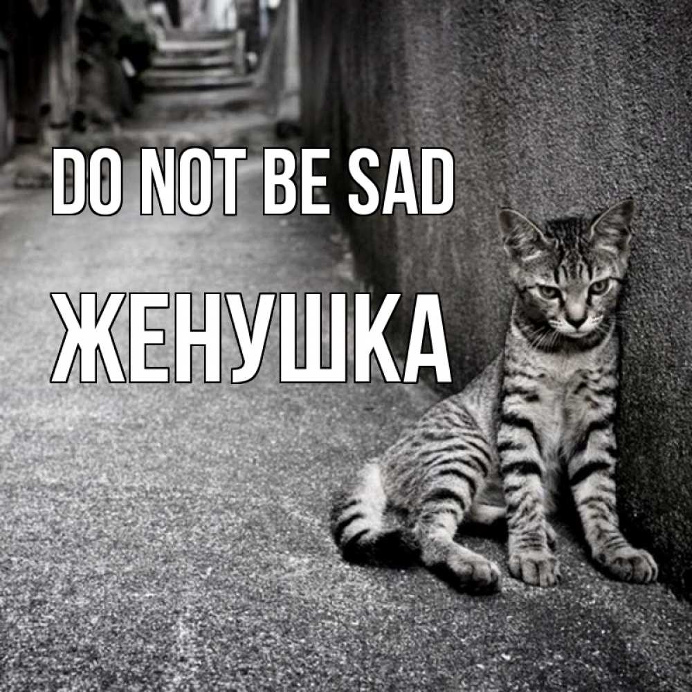 Greetings card с именем, Женушка Do not be sad скучающий котик Greetings with text for free download 