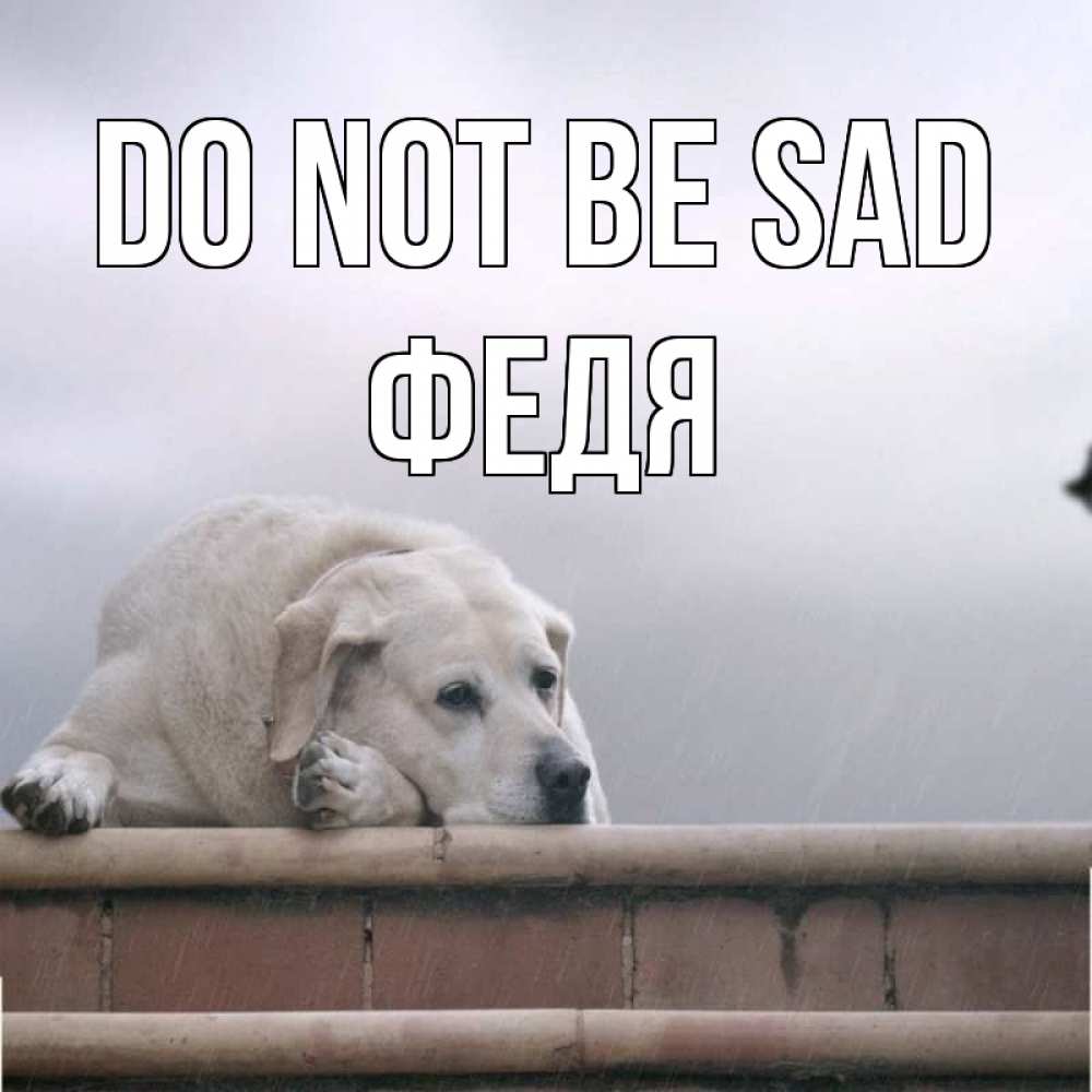 Greetings card с именем, Федя Do not be sad белый пес 1 Greetings with text for free download 